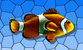 Drop shadow effect on an image of a fish